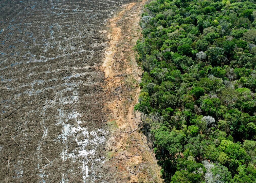 Deforestation of the Amazon reaches a new high